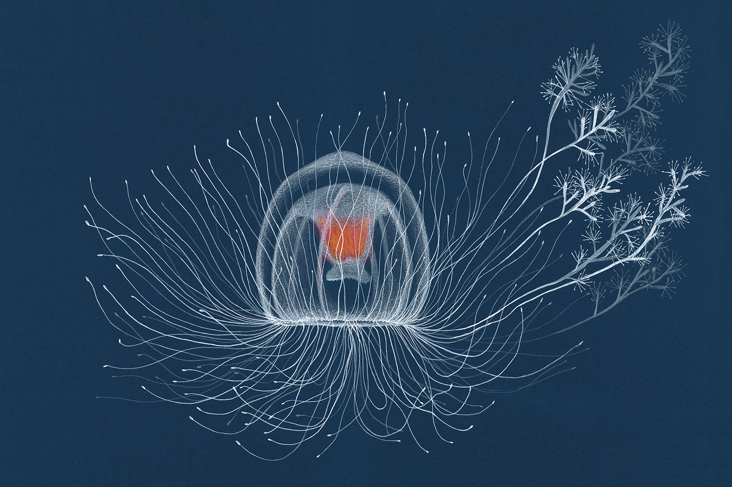 Fioriture di meduse